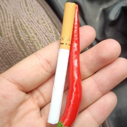 衡水 辣椒