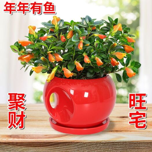 新沂市景观盆栽 金鱼花吊兰盆栽驱蚊植物好养四季常青观花亲嘴鱼办公室内桌面绿植