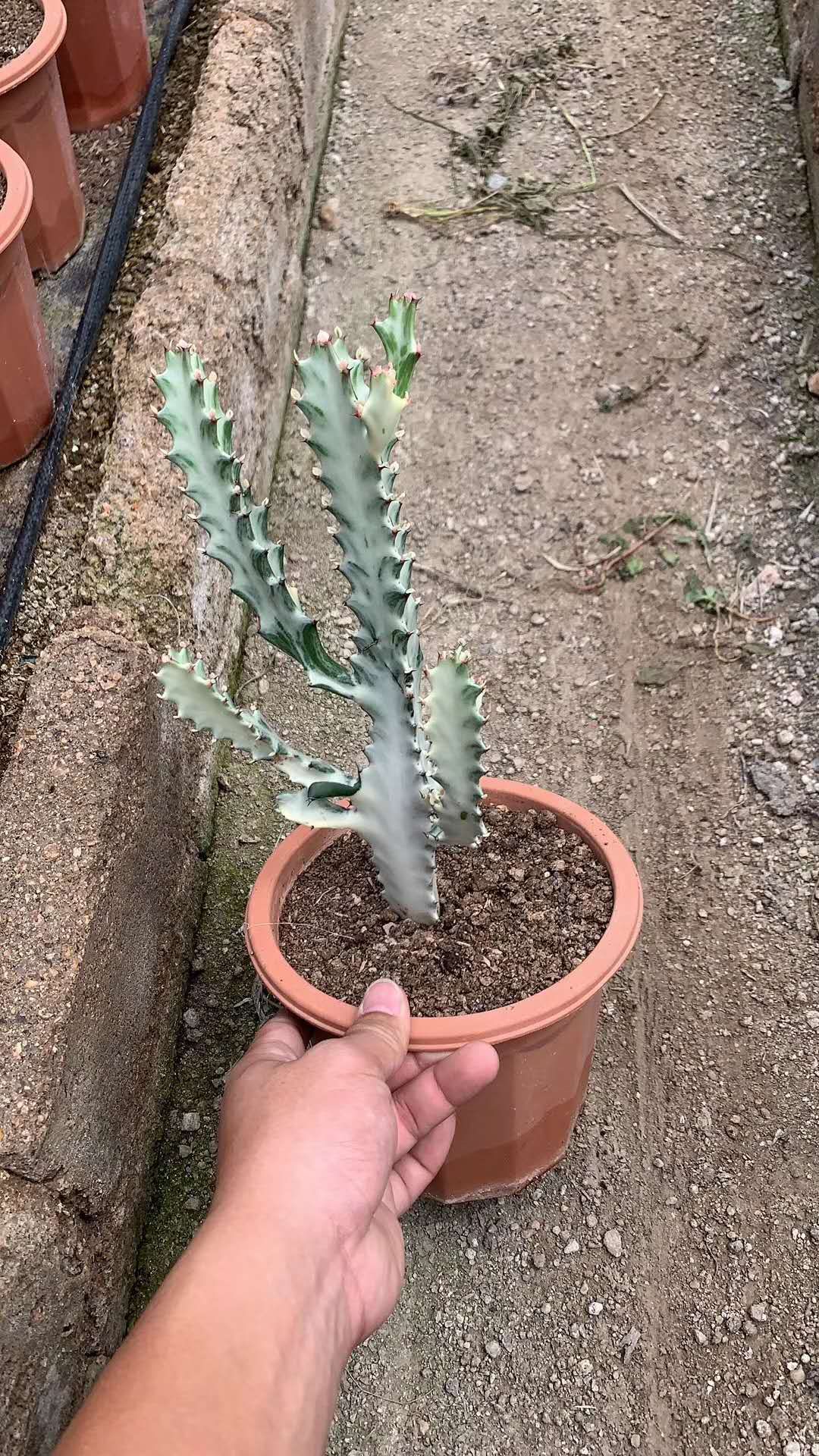  白龙骨一箱9盆230元