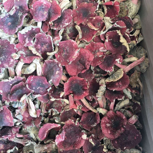 南靖县 红菇二开菇