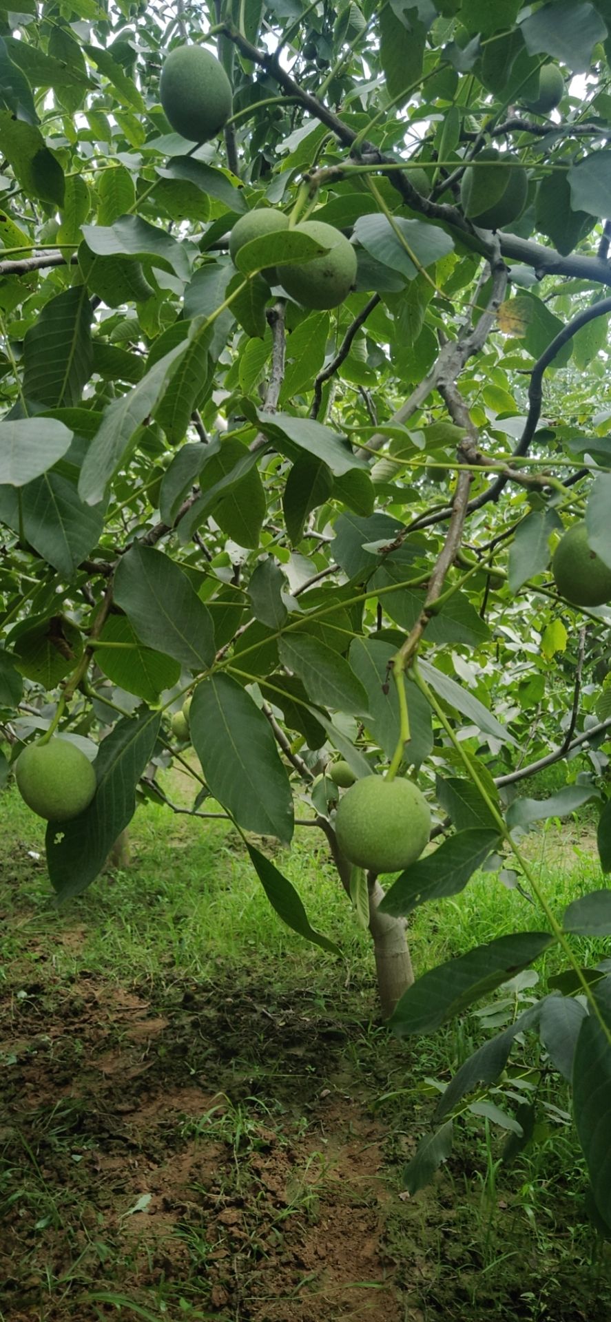 核桃  经营各季节性水果，粮食产品