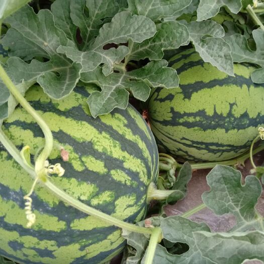 张北县美都西瓜 无籽 红色 花皮