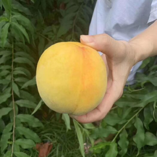 怀化 怀化高山锦绣黄桃