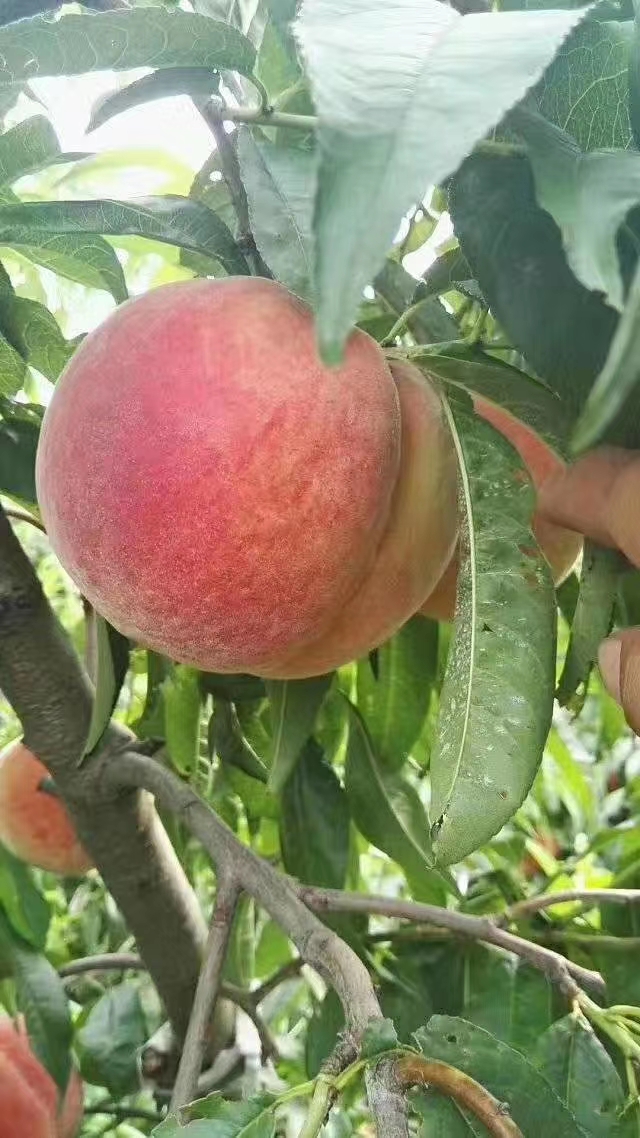 水蜜桃 平谷大桃精品礼盒供应 供应链供货