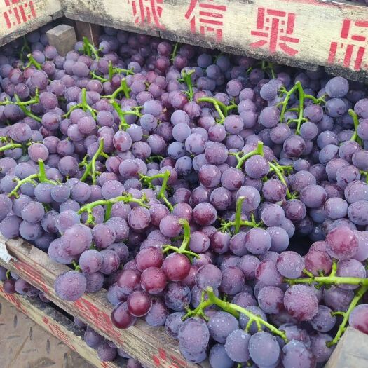广宗县巨峰葡萄