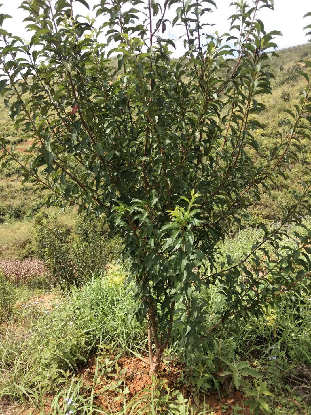 蜂糖李树苗  蜂糖李苗贵州六马引种，品种保证