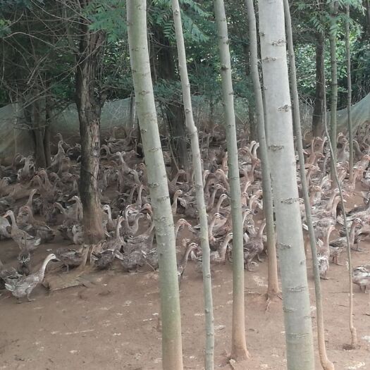 钟祥市麻鸭 3-4斤 母 全散养