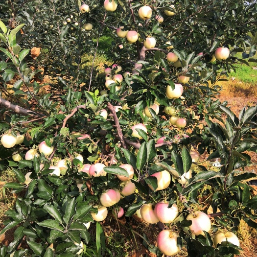 绥中县嘎啦苹果 辽宁绥中精品大红嘎啦，货源充足，价格美丽，产地直销。