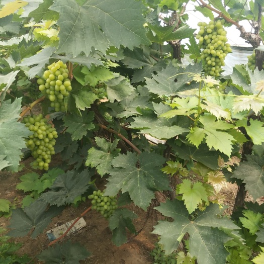 鞍山 白鸡心葡萄大量上市量大口感好
