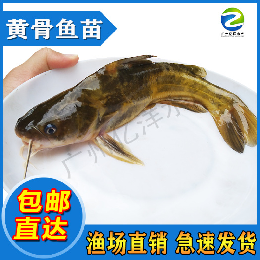 黄骨鱼苗  杂交黄骨苗 快大良种 技术指导 包邮送货