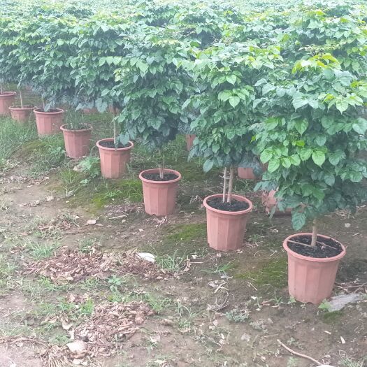 广州幸福树盆栽  《幸福树》另称《绿宝》基地专业批发