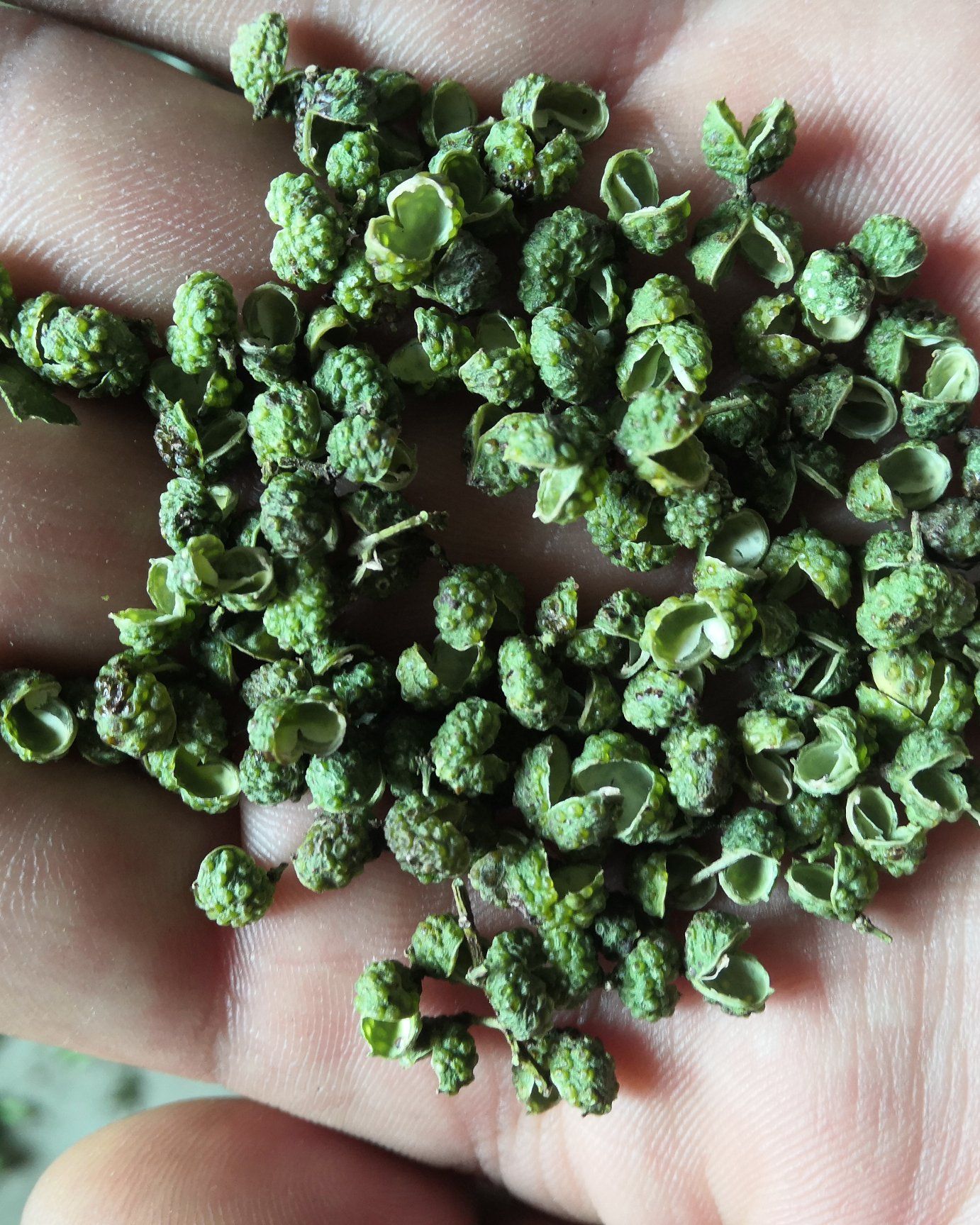  四川省金阳县青花椒大量有货源