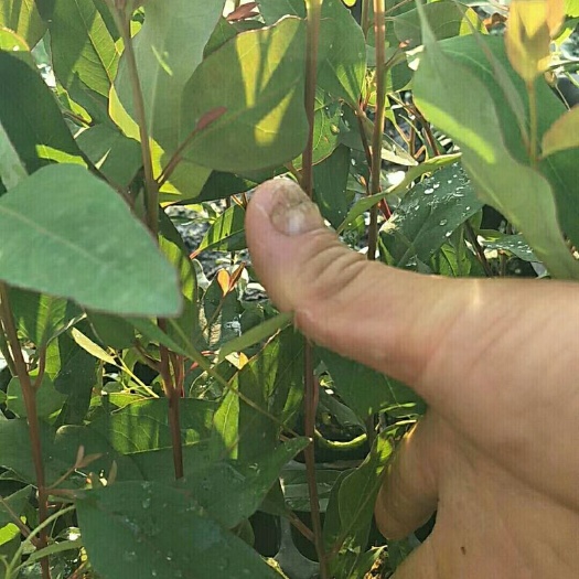 遂溪县DH3229桉树 0.5米以下