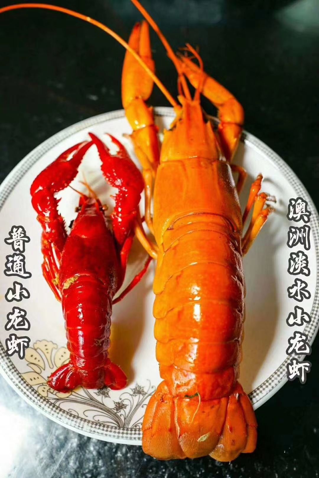 澳洲淡水小龙虾  中国产地澳洲淡水龙虾