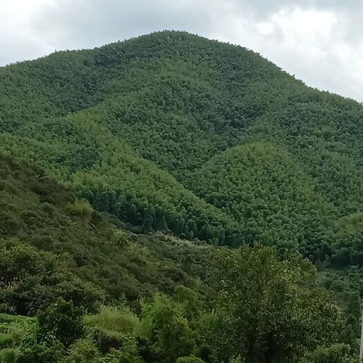 淳安县 这边山上都是整片整片的毛竹，要多少有多少