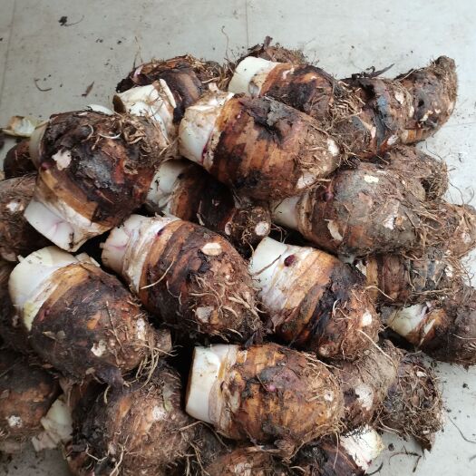 荔浦市 正宗荔浦芋头大量供货