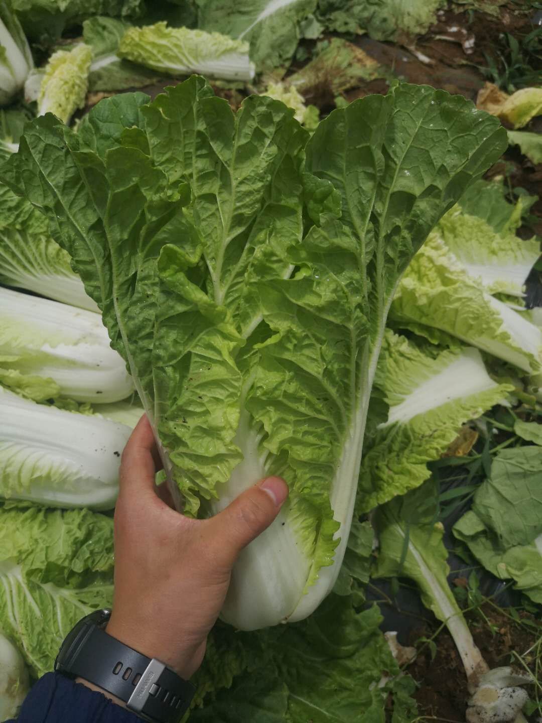 黄花菜 小黄白可以基地货，有要的联系。