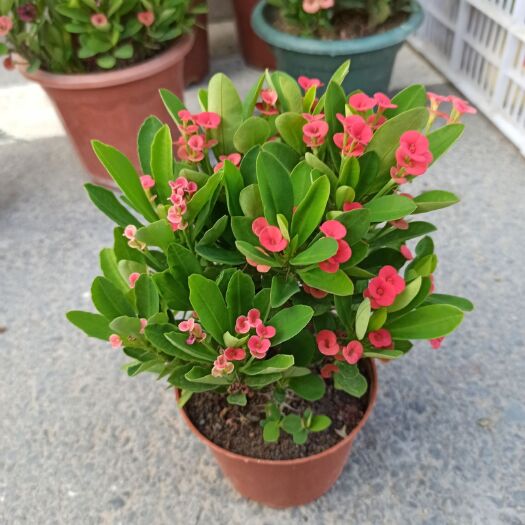 漳平市多肉虎刺梅 带花苞虎刺梅批发基地