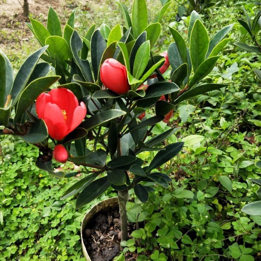 灵山县茶花苗 四季山茶花 苗