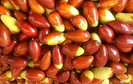  天津市静海区子牙镇东高庄村出售高品质马牙枣联系魏先生
