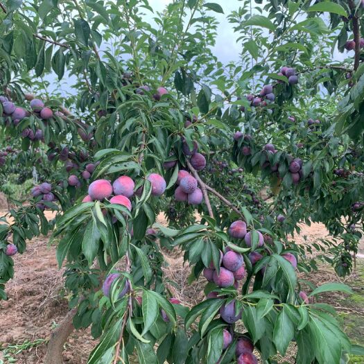 苍溪县 本地有大量脆红李待卖，保证质量。