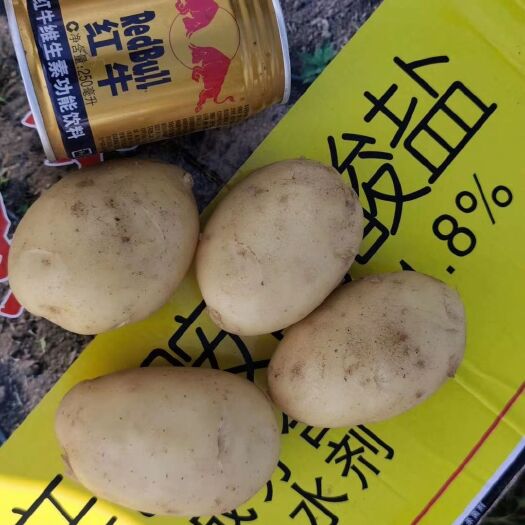 张北县希森6号土豆 希森大量上市