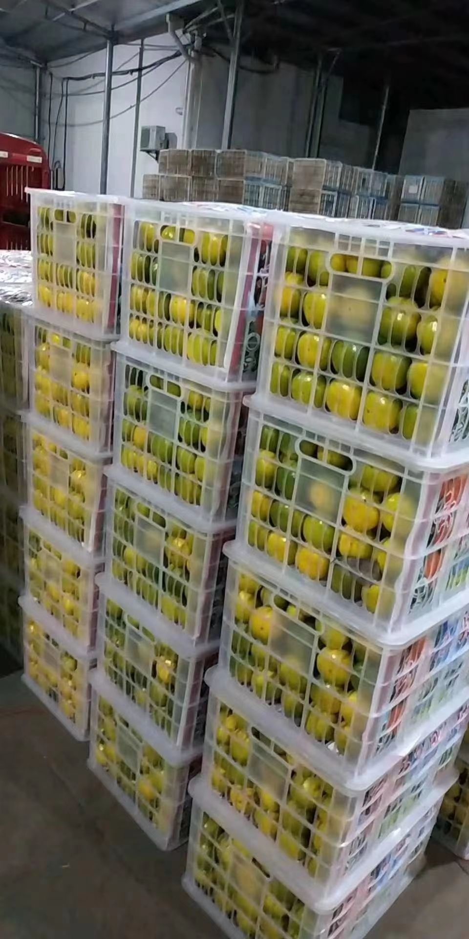 桔子早熟蜜桔 柑橘直销 柑桔特早蜜桔量大从优支持平台交易