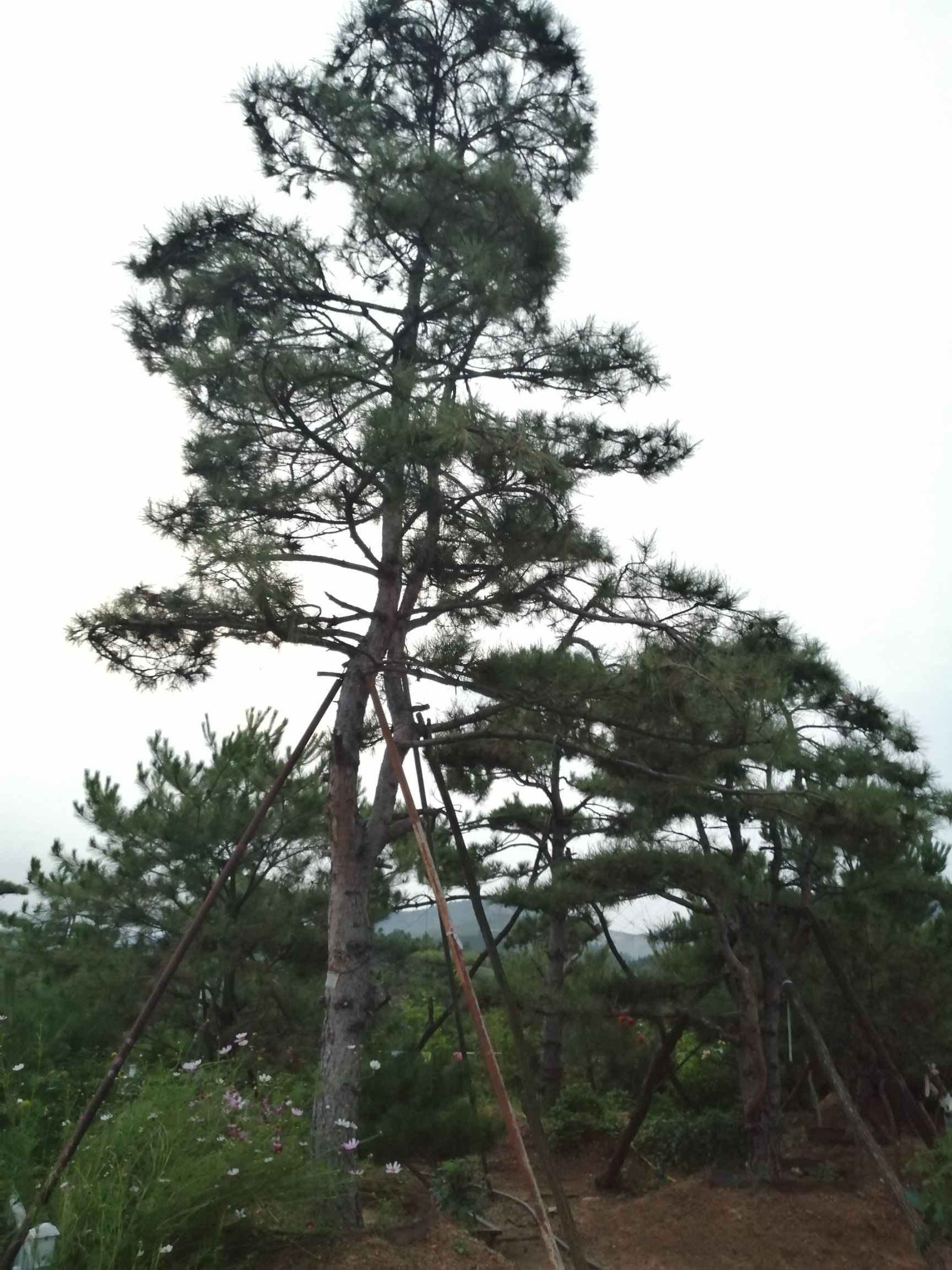 造型松树 济南市利盈园林有限公司大量现货供应造型油松