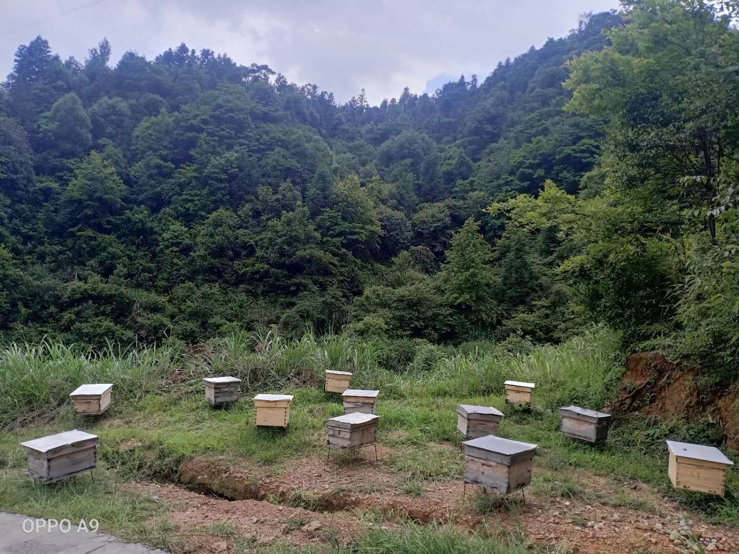  土蜂蜜