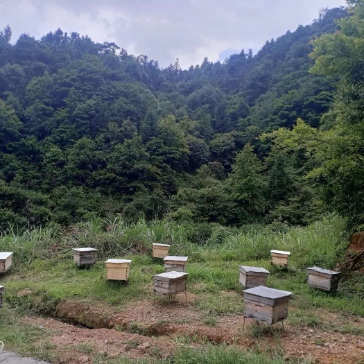 兴国县 土蜂蜜