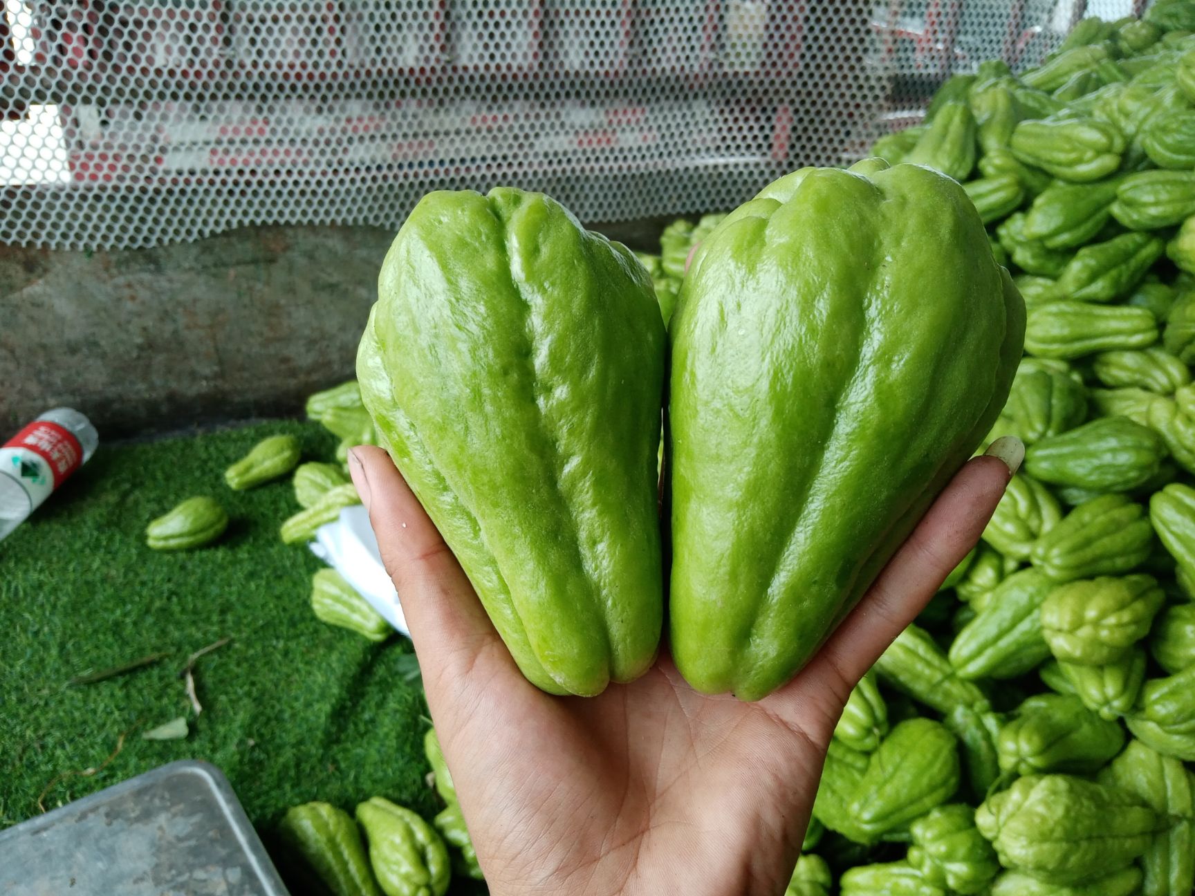 绿皮佛手瓜精品佛手瓜