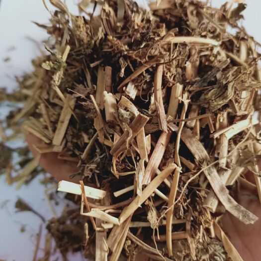 玉林 泽漆500克猫眼草猫儿眼睛草凉伞草五灯头草五凤草 五朵云新品
