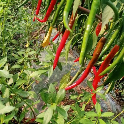 仪陇县 二荆条辣椒大量上市