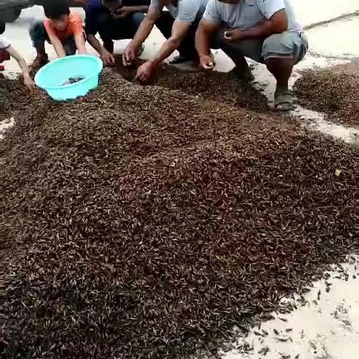 漯河 河南省漯河市干湿蟋蟀大量上市