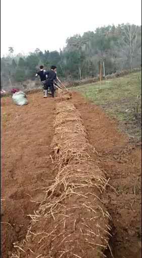 凤凰县白茎鱼腥草 与质量肥美