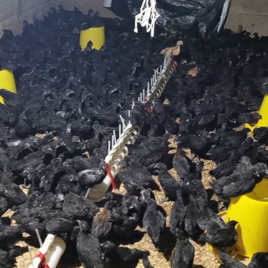 成都 鸡苗批发  一首货源
