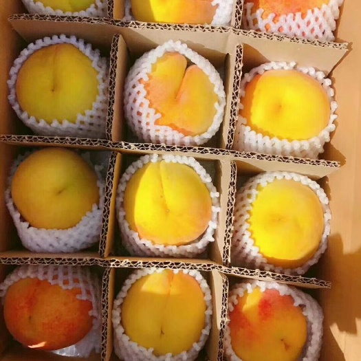 芷江县 高山黄桃