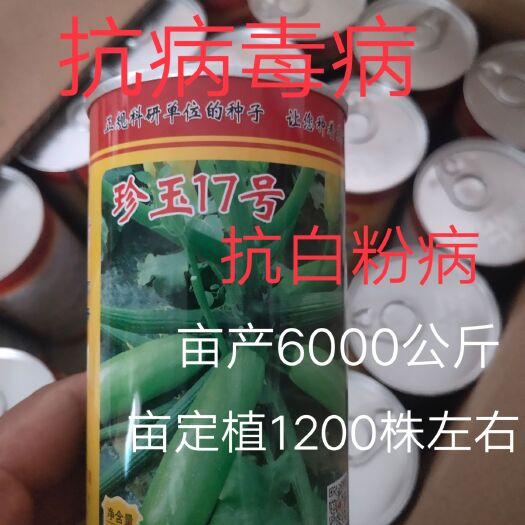 扶沟县绿皮西葫芦种子  珍玉17号西葫芦种子~油绿色中早熟长捧状膨