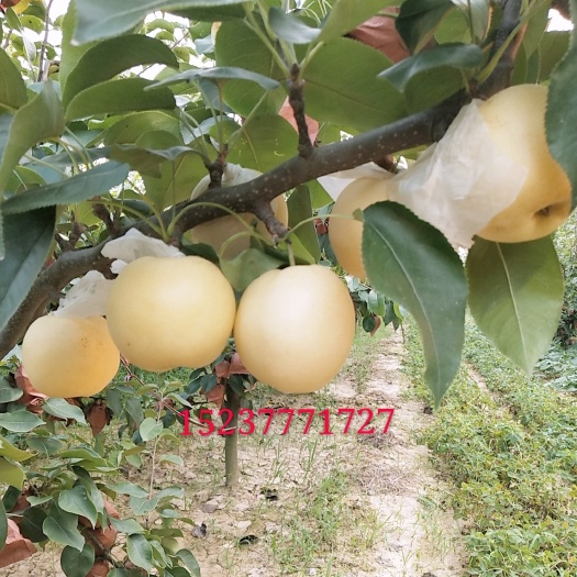 方城县 黄金梨靠的是品质.色好.口感好一传十.十传百.走进千家万户。