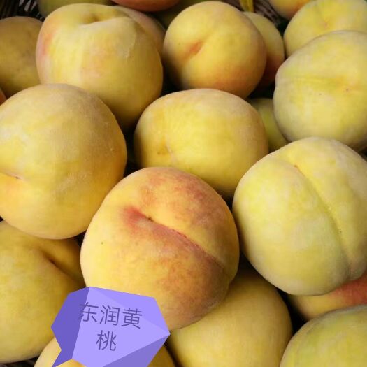 新野县 锦绣黄桃，个头大，含糖量高