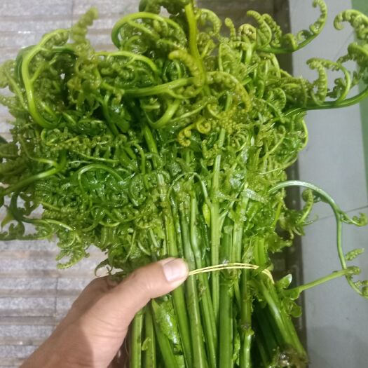 思茅云南普洱水蕨菜_鲜货_怎么做都不会苦的蕨菜