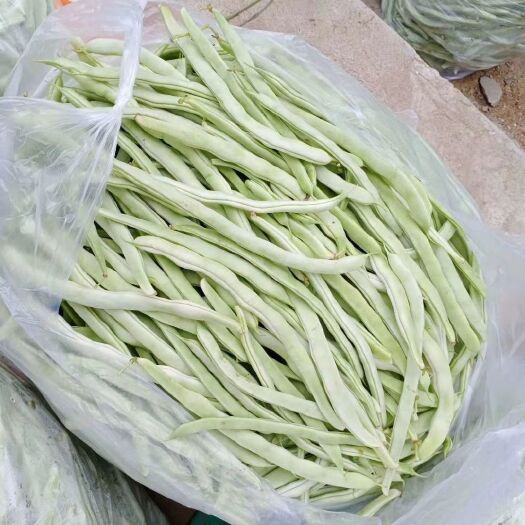 蔚县 尖椒圆椒线椒龙椒杭椒，二号白优一大小油豆，欢迎老板们联系