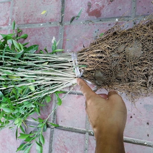 资阳香橙苗 软枝香橙小苗