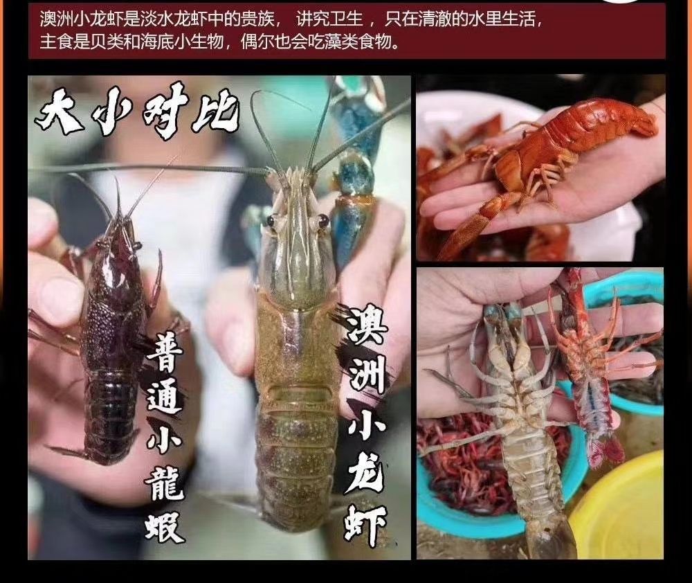 澳洲淡水小龙虾  中国产地澳洲淡水龙虾