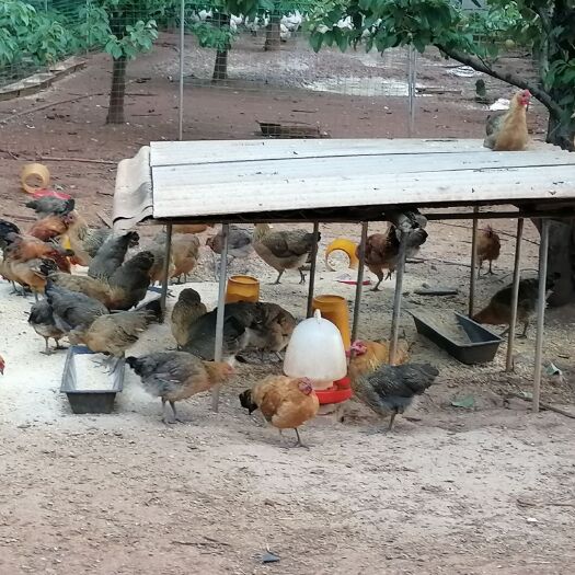 昆明 果林全散养纯土鸡