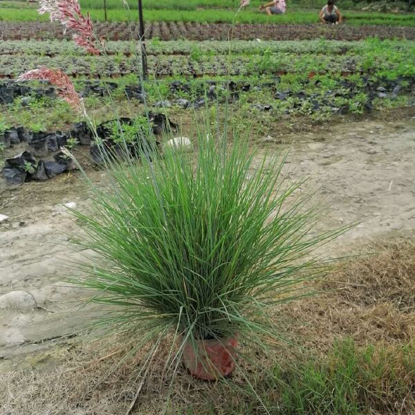  糖蜜草杯苗基地直销 一手货源 视频看货 保质保量