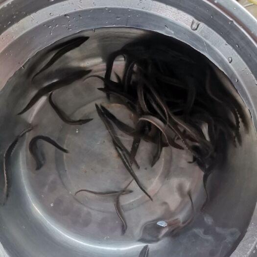 开平市 刺鳅鱼苗