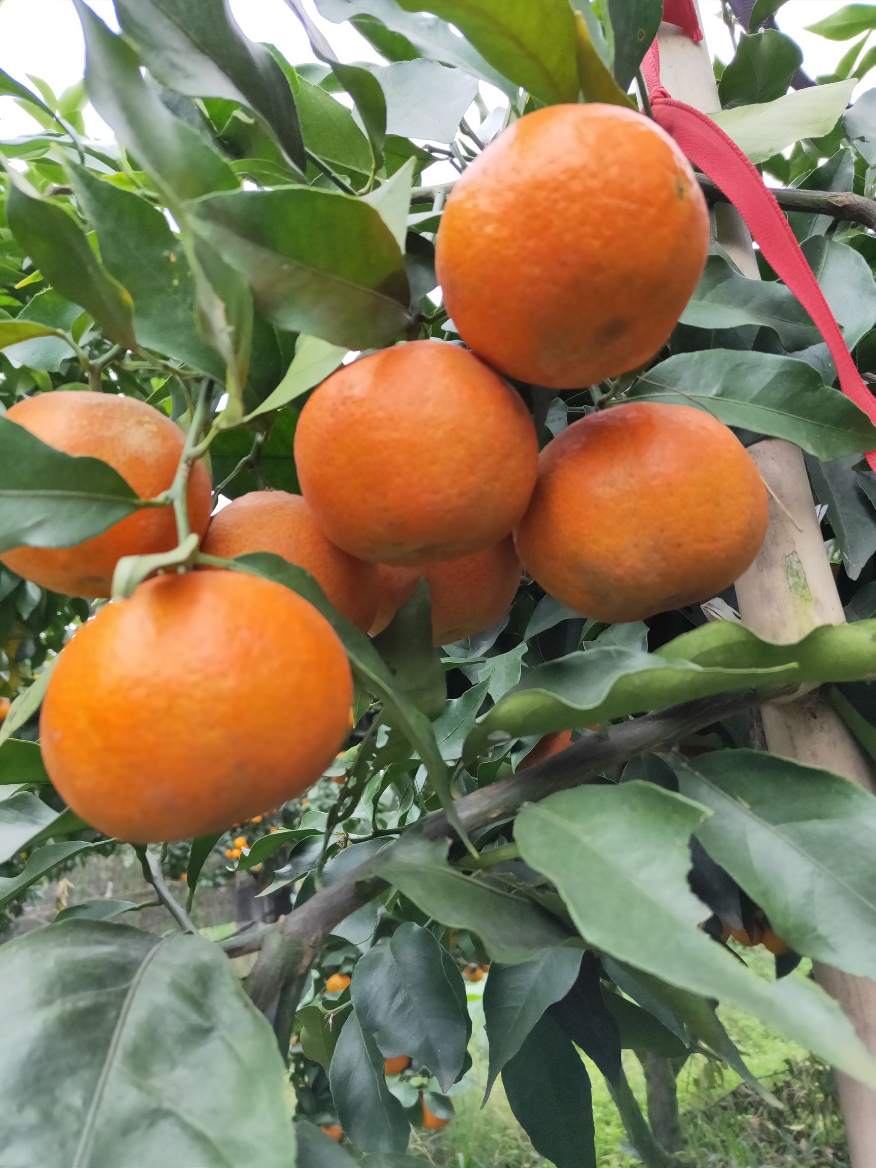成都柑树苗  柑橘苗爱莎，成熟期十月底至十一月上中旬，脆甜化渣，有香味