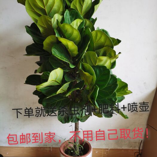 广州 绿植盆栽琴叶榕盆栽棒棒糖大叶植物办公室客厅室内吸甲醛
