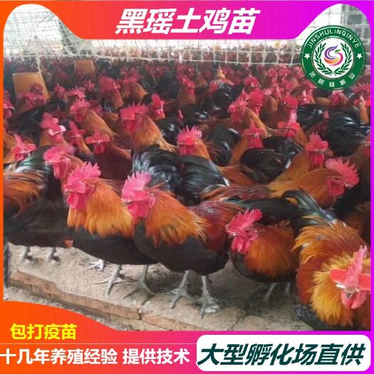 南宁瑶鸡苗  纯种黑瑶土鸡苗 血毛土鸡苗 青脚土鸡 大红公鸡苗